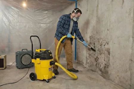 Mold Remediation Mold Remediation