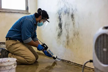 Mold Remediation Mold Remediation