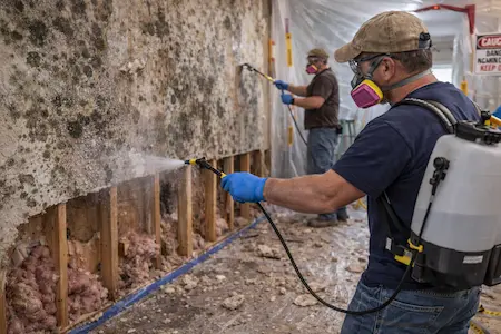 Mold Remediation Wall Treatment Mold Remediation Wall Treatment